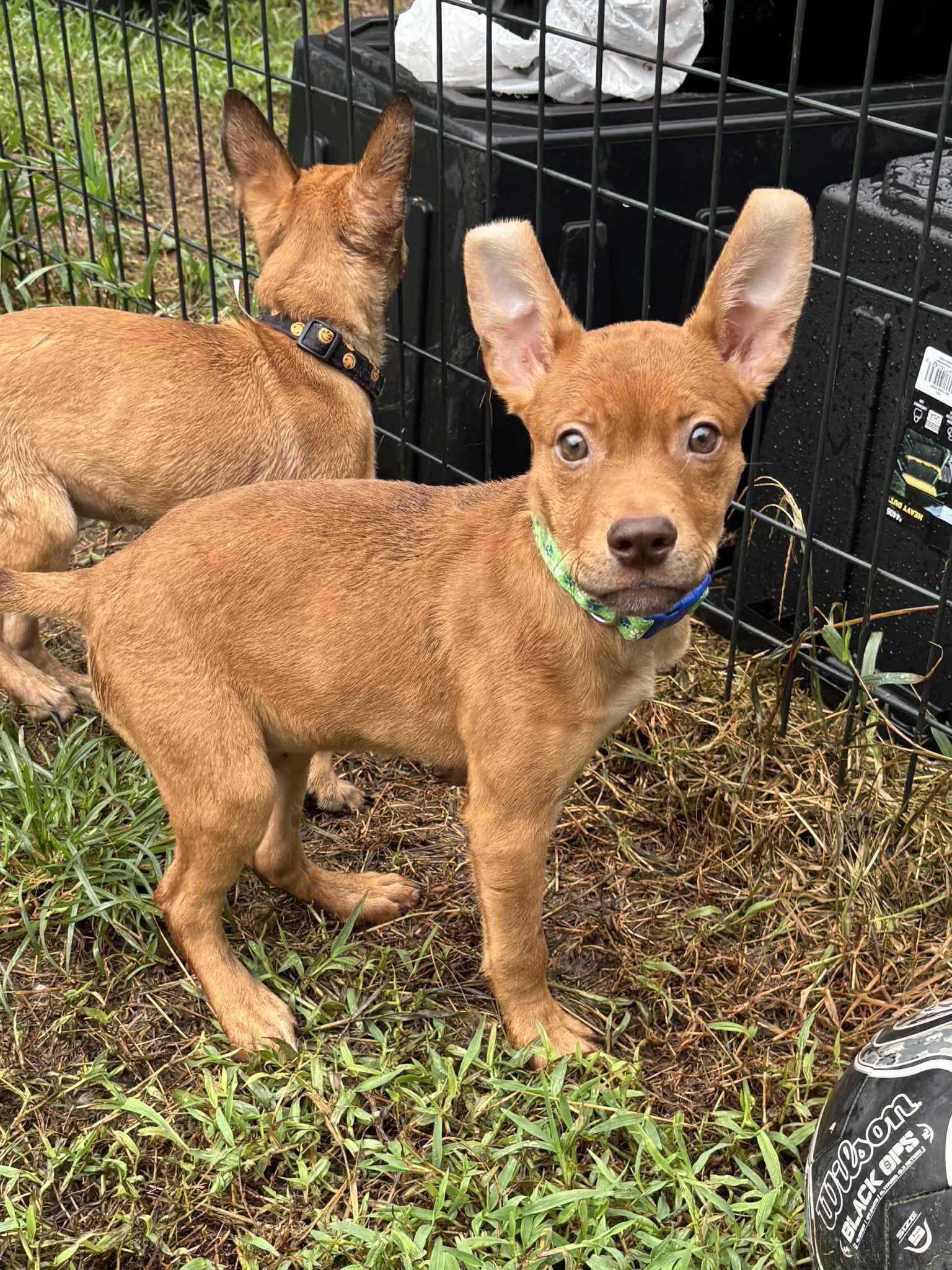 Elija Gray, a Adoptable mixed breed in Jay, NY image 5/6