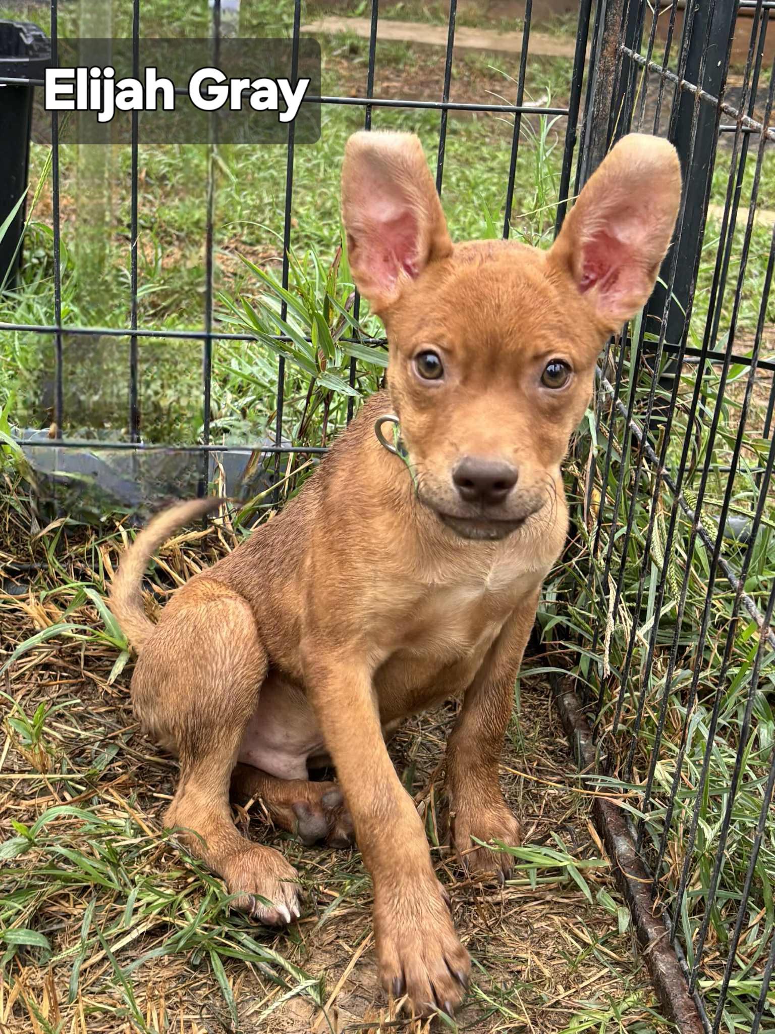 Elija Gray, a Adoptable mixed breed in Jay, NY image 6/6