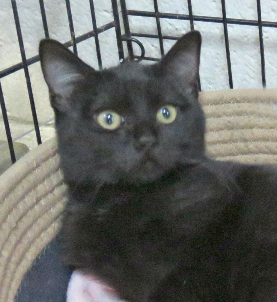 May May, Adoptable, Kitten Female Domestic Short Hair.
