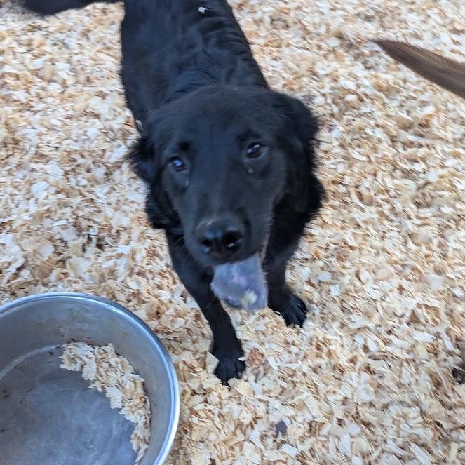 Enlarge GRANT, a Adoptable mixed breed in Fosters, AL image 3/6