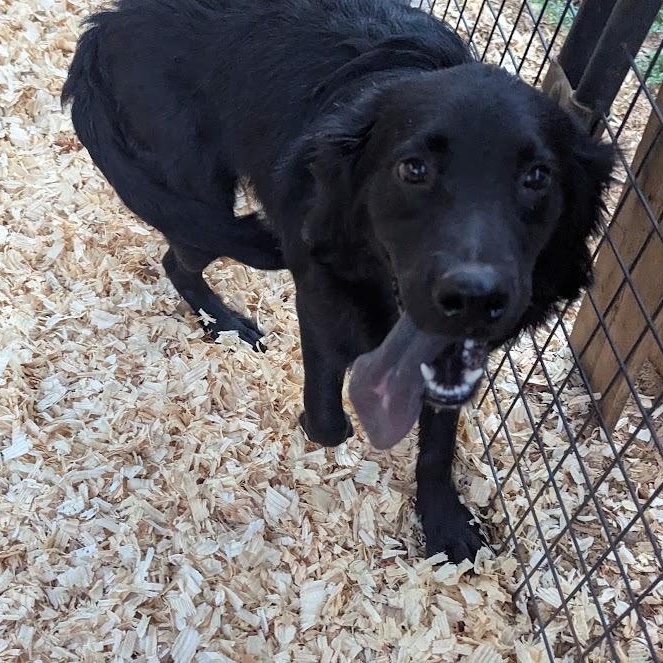 Enlarge GRANT, a Adoptable mixed breed in Fosters, AL image 5/6