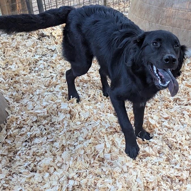 GRANT, Adoptable, Young Male Flat-Coated Retriever.