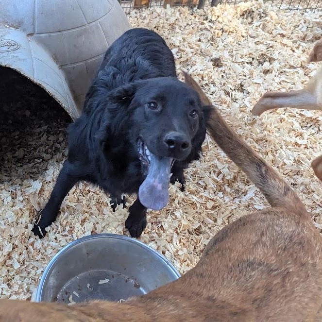 Enlarge GRANT, a Adoptable mixed breed in Fosters, AL image 2/6