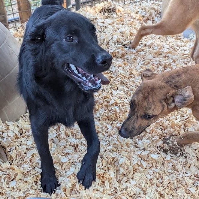 Enlarge GRANT, a Adoptable mixed breed in Fosters, AL image 4/6