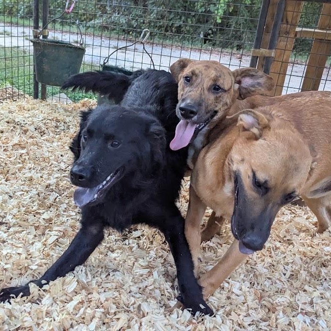 Enlarge GRANT, a Adoptable mixed breed in Fosters, AL image 6/6