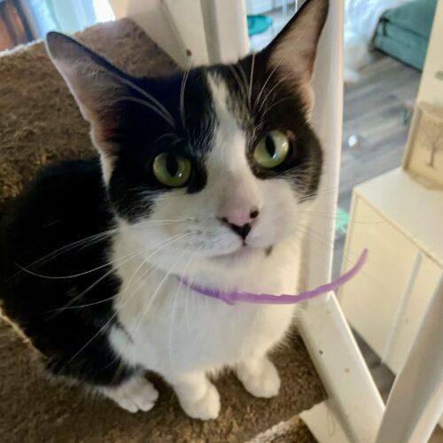 Jessie, Adoptable, Adult Female Domestic Short Hair.