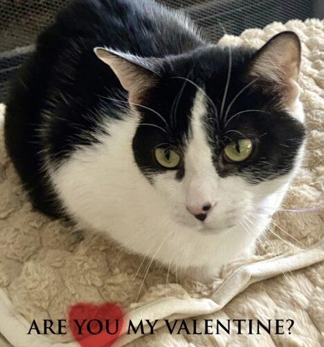 Enlarge Jessie, a Adoptable Domestic Short Hair in Fishers, IN image 2/4