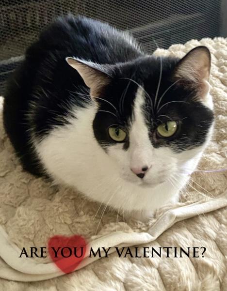 Enlarge Jessie, a Adoptable Domestic Short Hair in Fishers, IN image 3/4