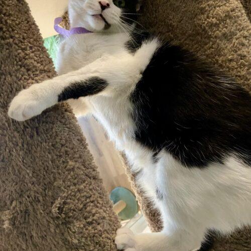 Enlarge Jessie, a Adoptable Domestic Short Hair in Fishers, IN image 4/4