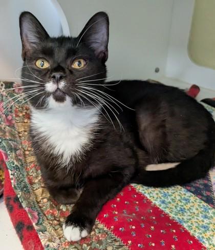 Toothless, Adoptable, Young Male Domestic Short Hair & Domestic Short Hair.