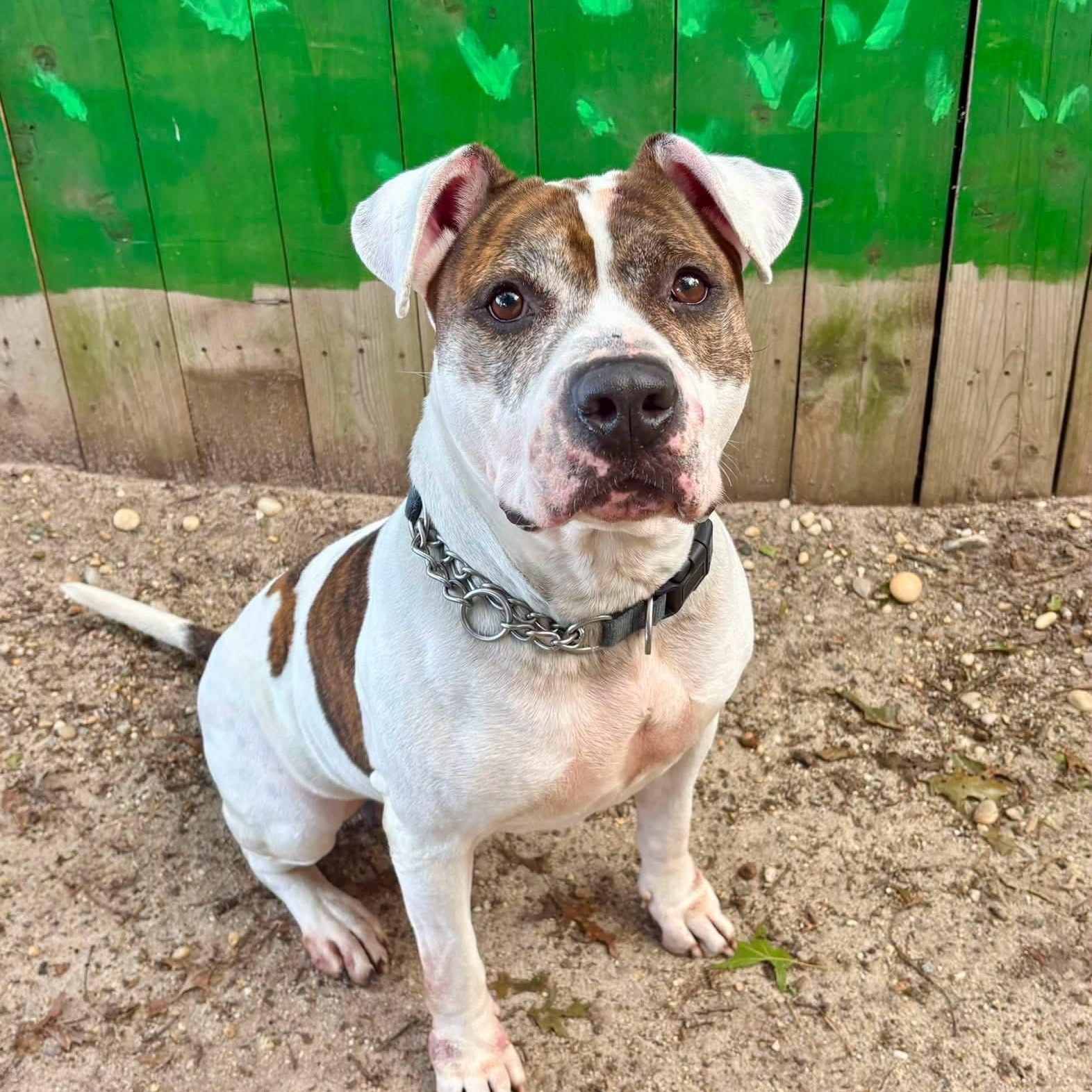 Tonka, Adoptable, Adult Male Mixed Breed.