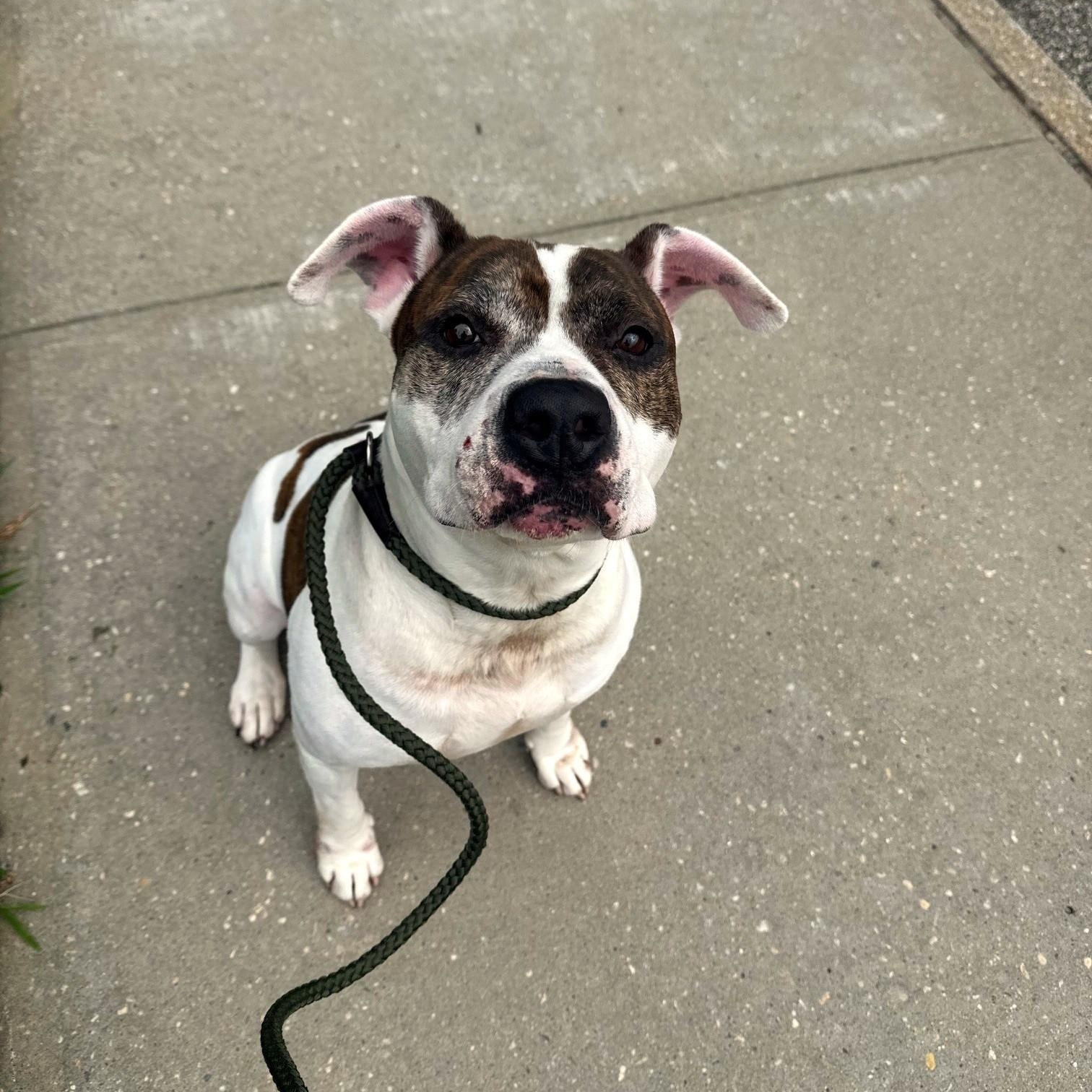 Enlarge Tonka, a Adoptable Mixed Breed in Brookhaven, NY image 3/4