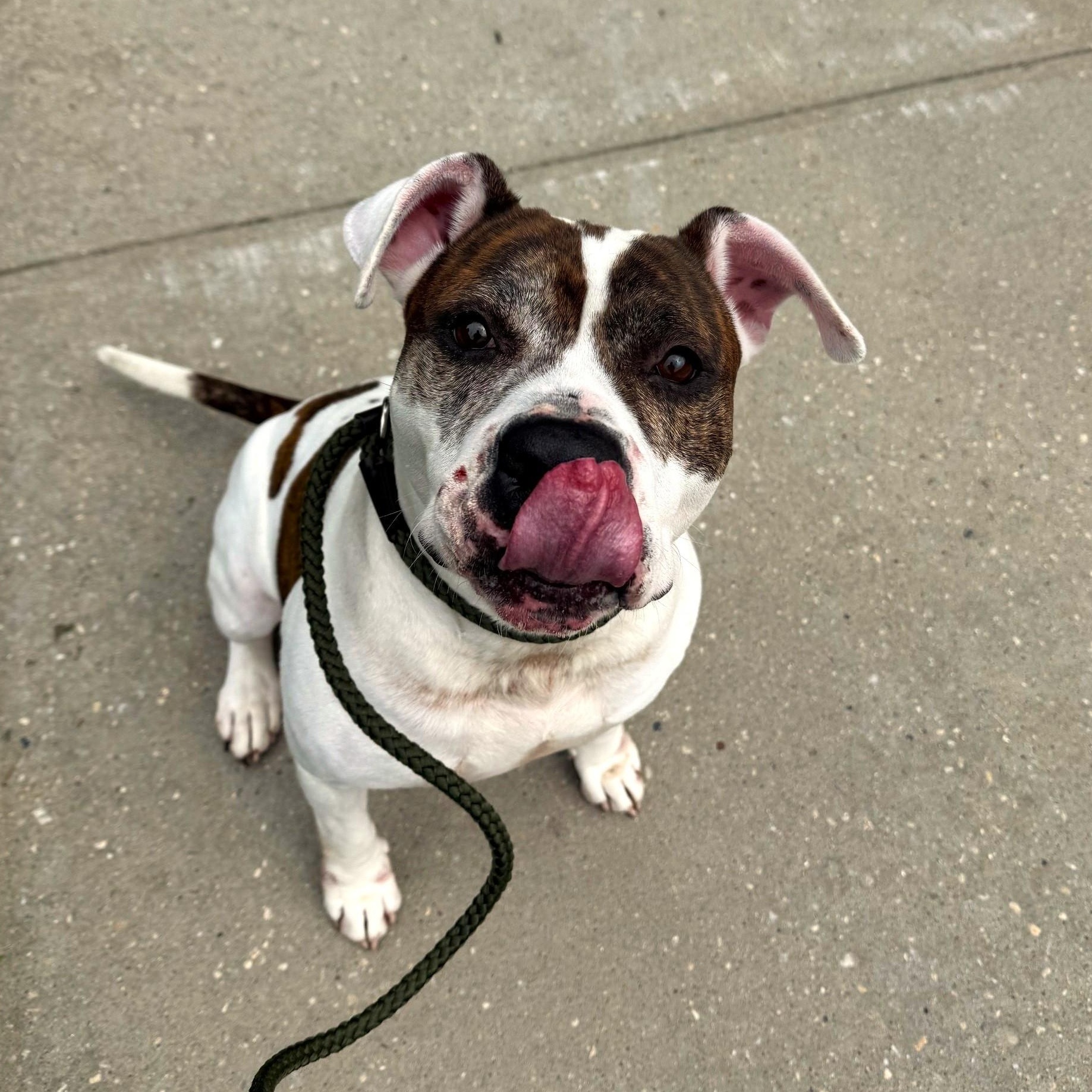 Enlarge Tonka, a Adoptable Mixed Breed in Brookhaven, NY image 4/4