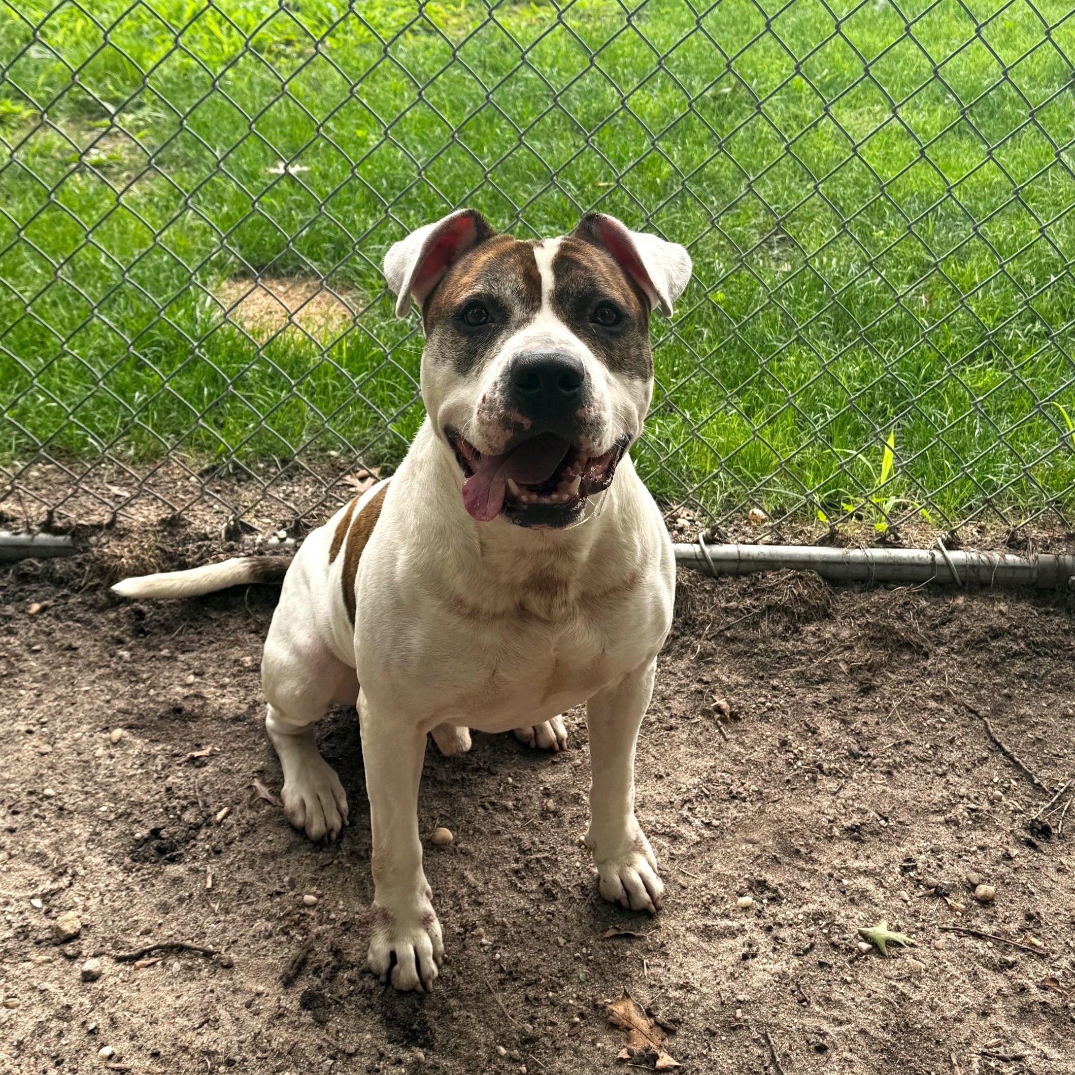 Enlarge Tonka, a Adoptable Mixed Breed in Brookhaven, NY image 2/4