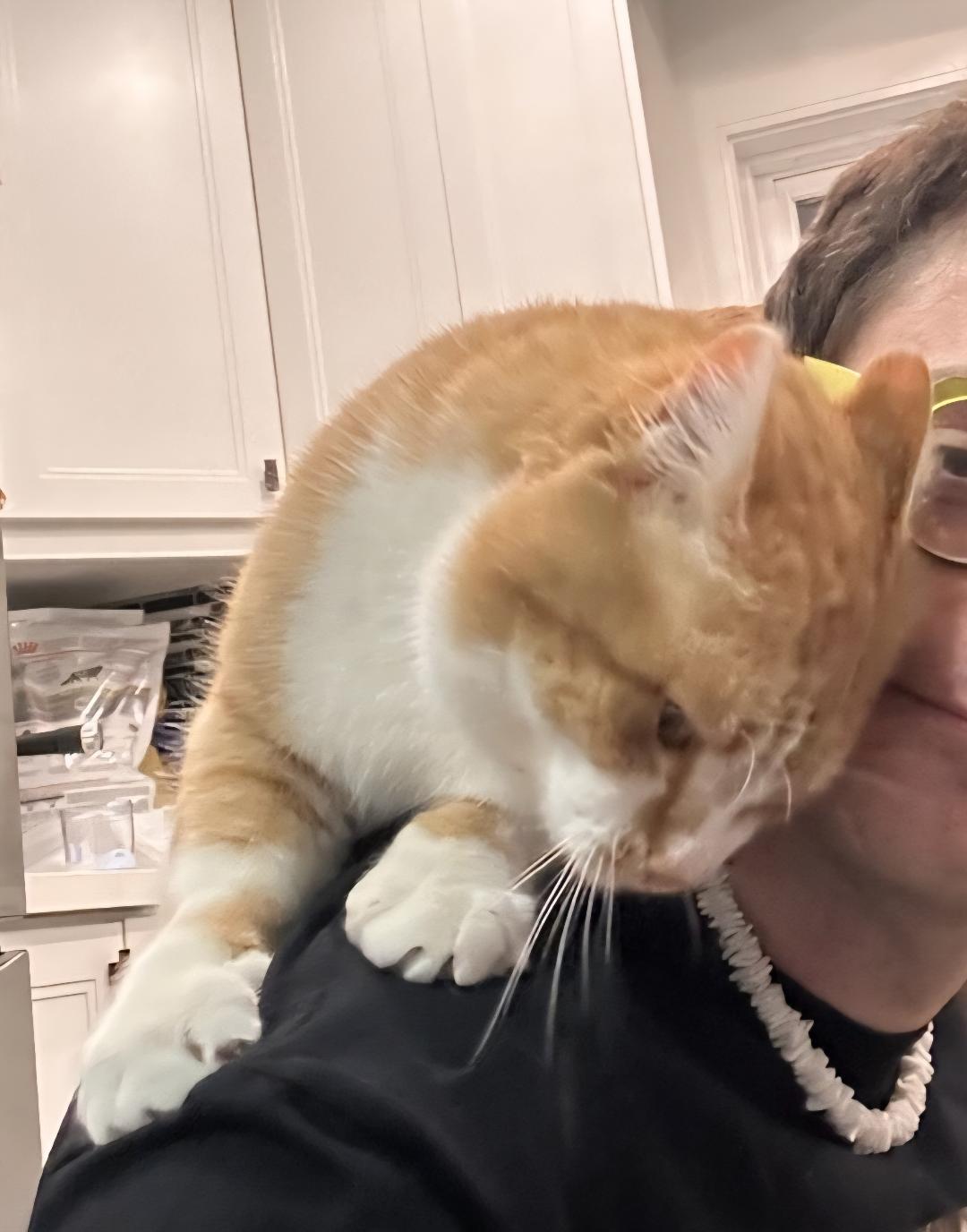 Enlarge Steve, an adopted Tabby in Hamilton, ON image 4/5