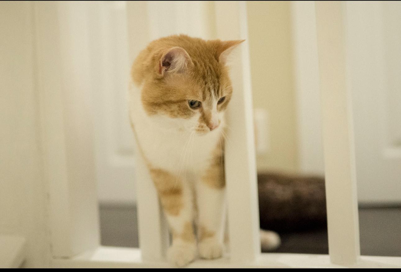 Enlarge Steve, an adopted Tabby in Hamilton, ON image 1/5