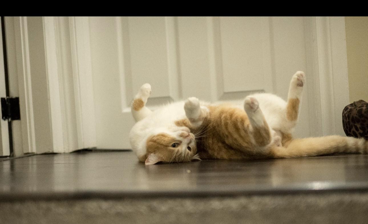 Enlarge Steve, an adopted Tabby in Hamilton, ON image 3/5