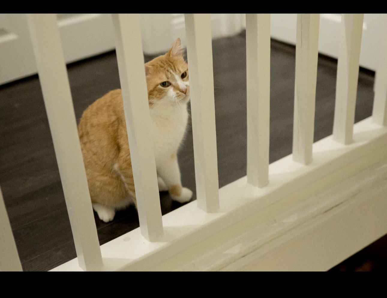 Enlarge Steve, an adopted Tabby in Hamilton, ON image 5/5