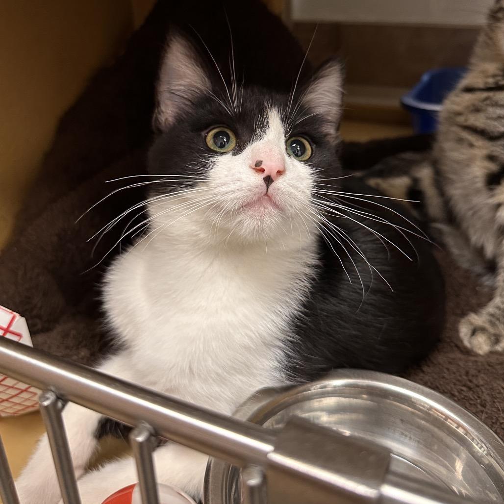 Archie, Adoptable, Kitten Male Domestic Short Hair.