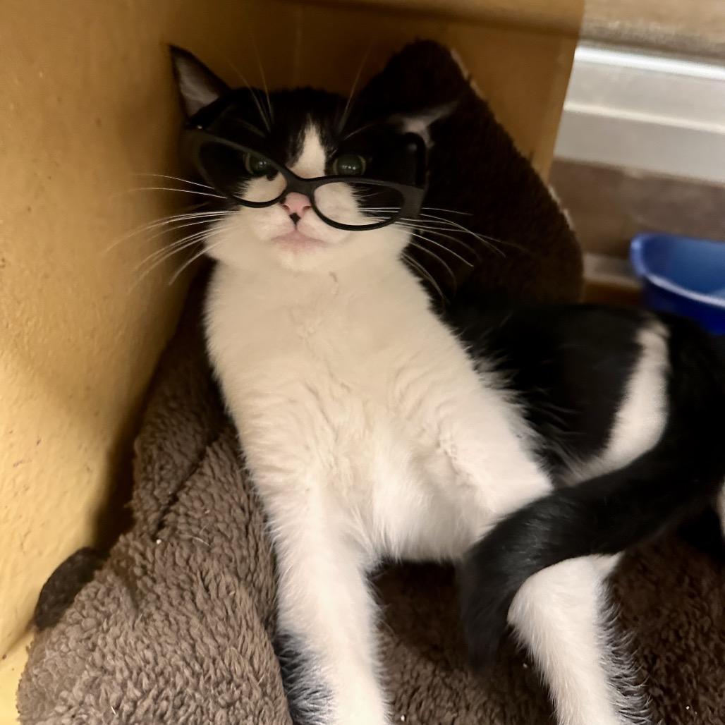 Archie, a Adoptable Domestic Short Hair in Spokane, WA image 2/6