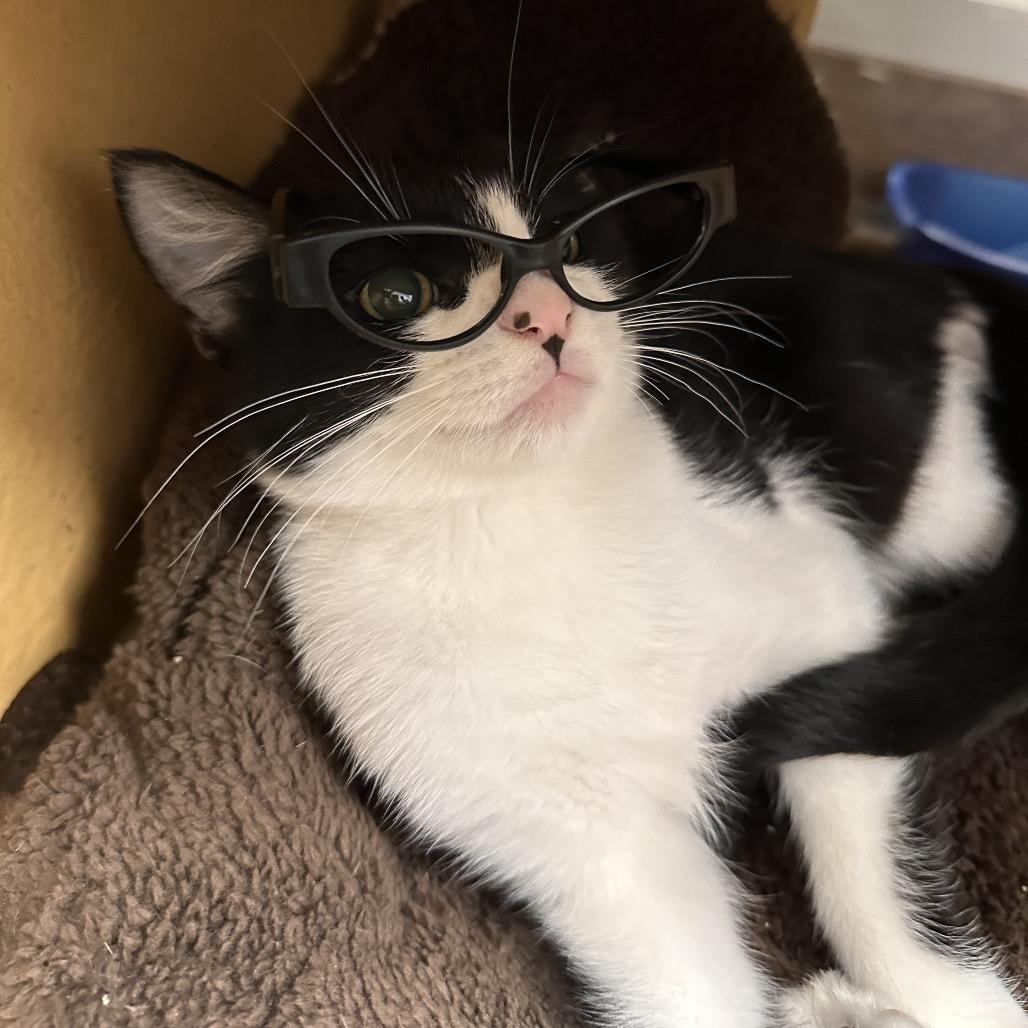 Archie, a Adoptable Domestic Short Hair in Spokane, WA image 3/6