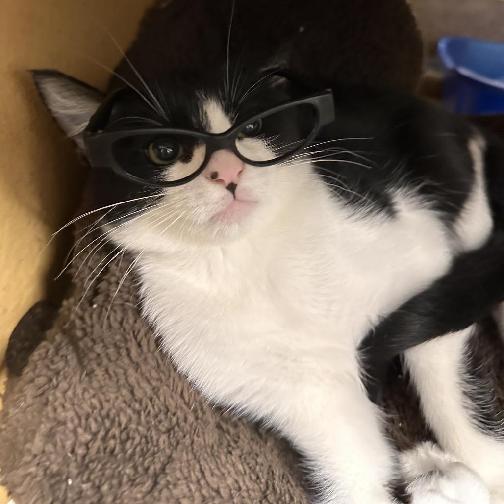 Archie, a Adoptable Domestic Short Hair in Spokane, WA image 4/6
