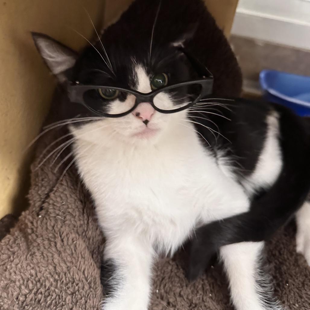 Archie, a Adoptable Domestic Short Hair in Spokane, WA image 5/6