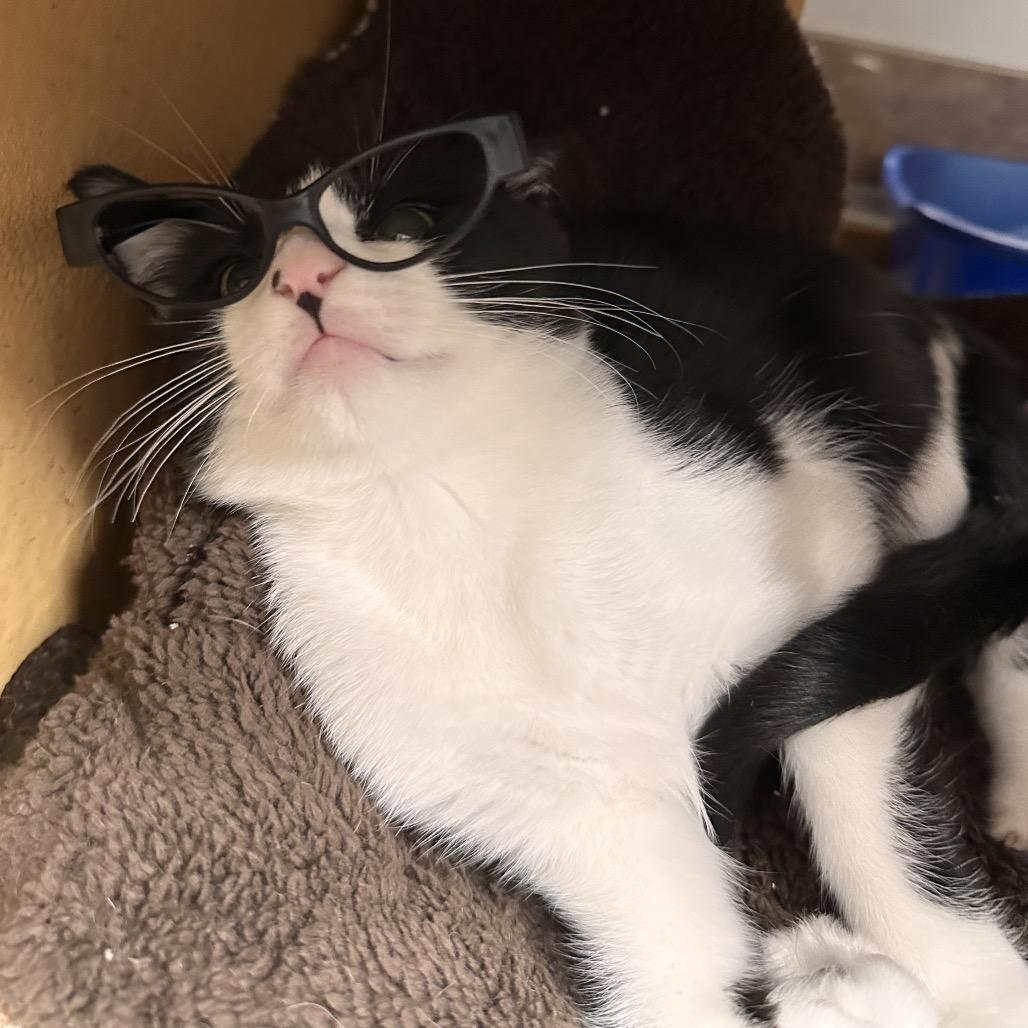 Archie, a Adoptable Domestic Short Hair in Spokane, WA image 6/6