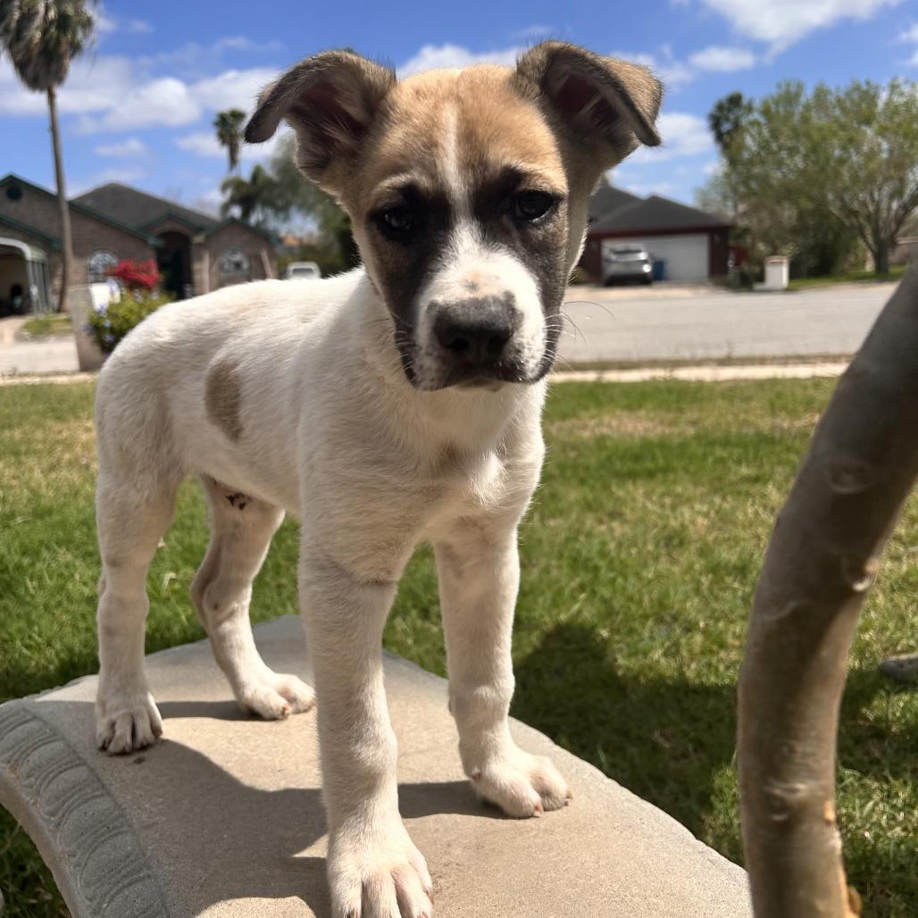 Enlarge Duncan, a Adoptable mixed breed in Brownsville, TX image 2/3