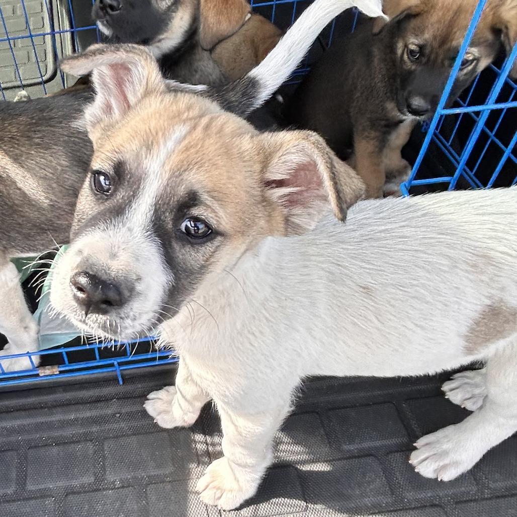 Enlarge Duncan, a Adoptable mixed breed in Brownsville, TX image 1/3