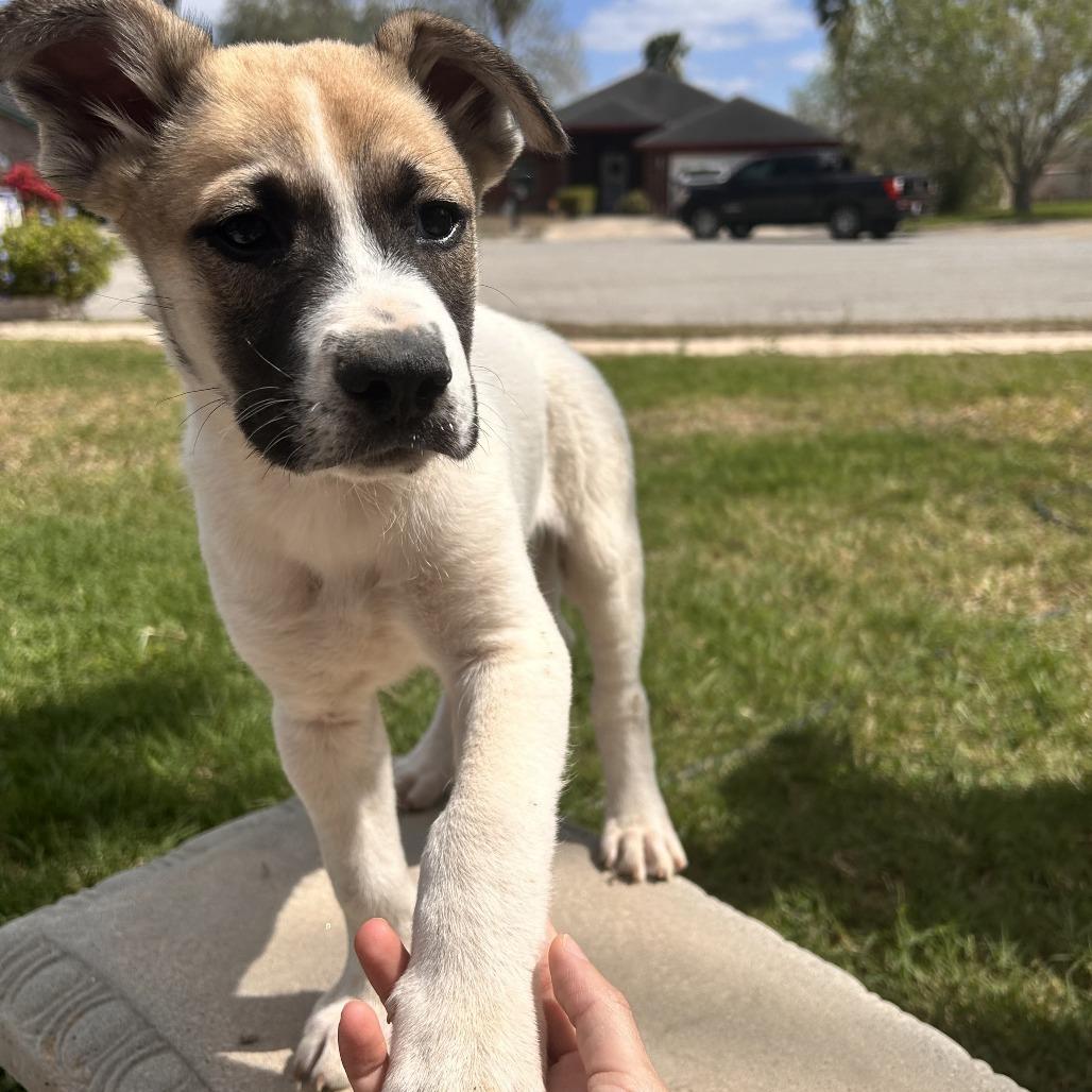 Enlarge Duncan, a Adoptable mixed breed in Brownsville, TX image 3/3