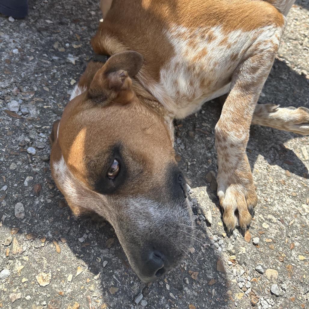 Rocky Big Head, Adoptable, Adult Male Pit Bull Terrier.