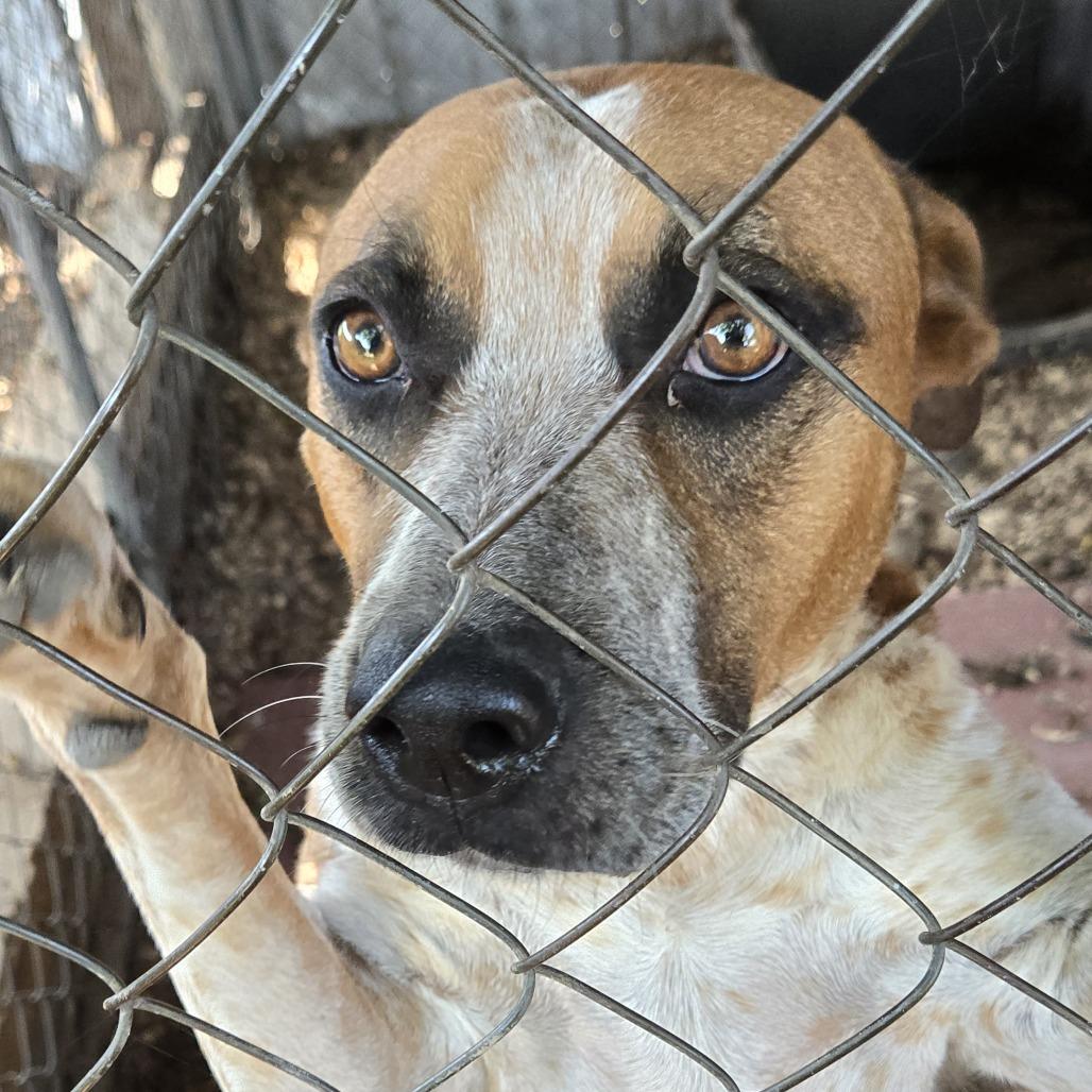 Enlarge Rocky Big Head, a Adoptable Pit Bull Terrier in Eureka Springs, AR image 2/3
