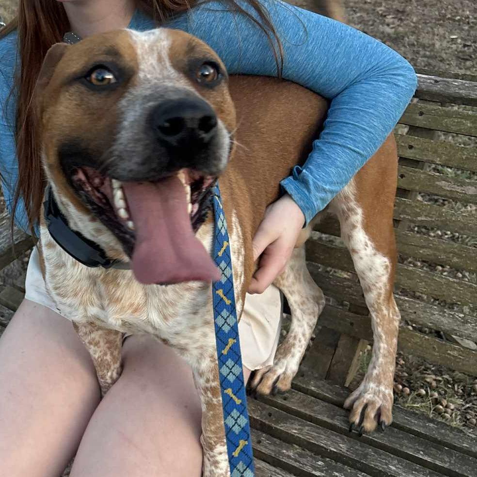 Enlarge Rocky Big Head, a Adoptable Pit Bull Terrier in Eureka Springs, AR image 3/3