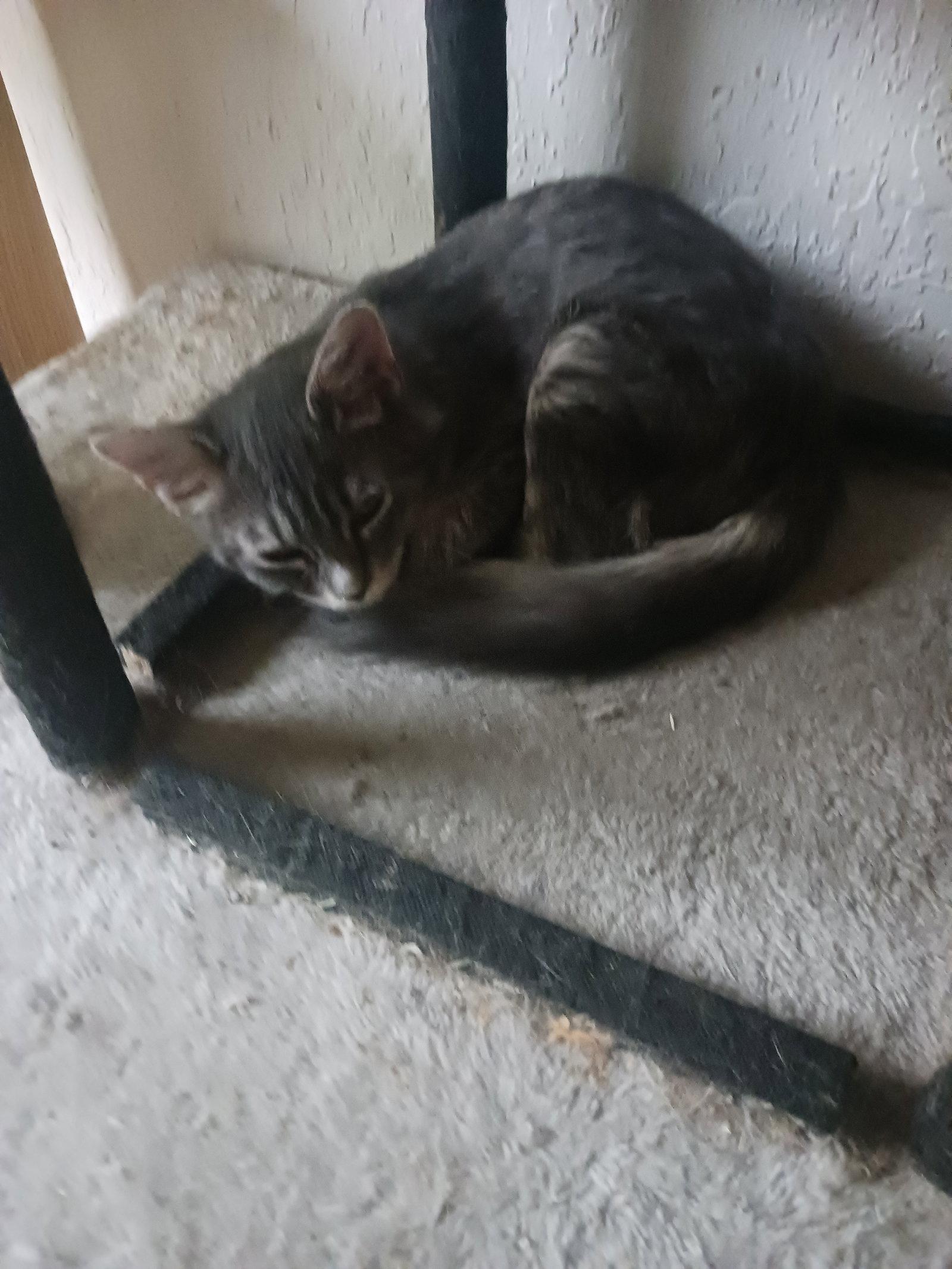 Enlarge Pheasant (1528), a Adoptable Domestic Medium Hair in Wesley Chapel, FL image 1/1