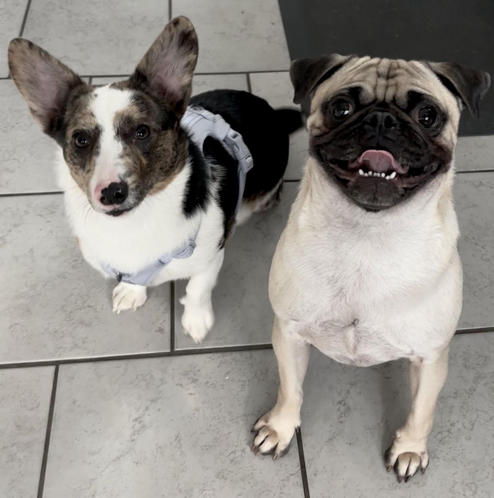 Enlarge Boba, a Adopted Corgi in Tonawanda, NY image 1/3