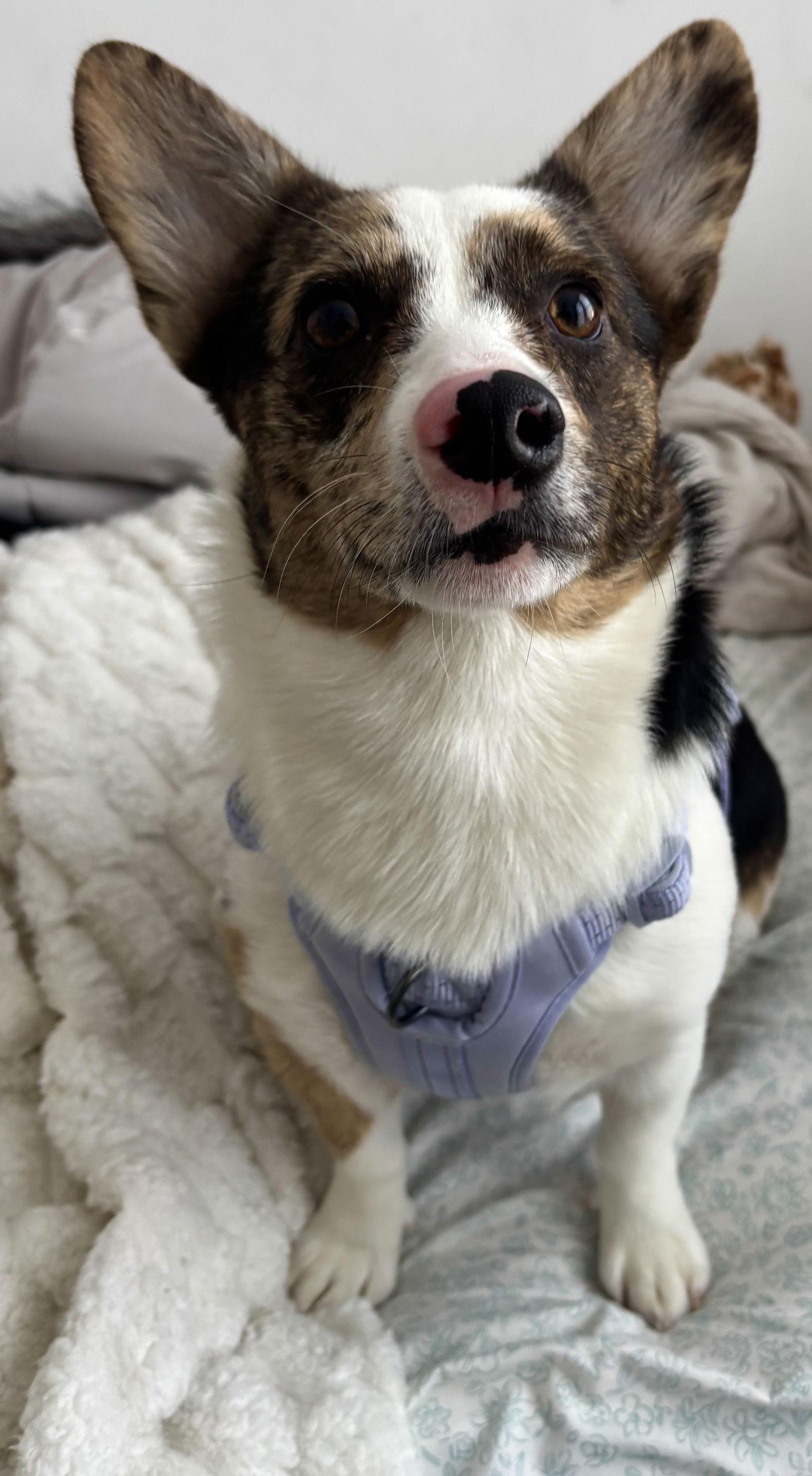 Enlarge Boba, a Adopted Corgi in Tonawanda, NY image 3/3