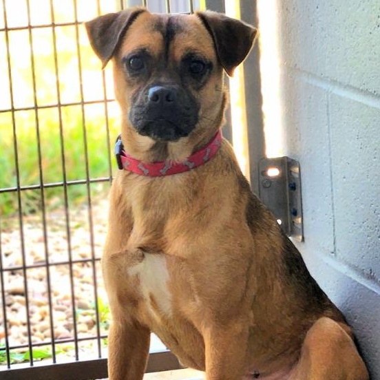 Enlarge Carabosse, a Adoptable mixed breed in New Philadelphia, OH image 1/1