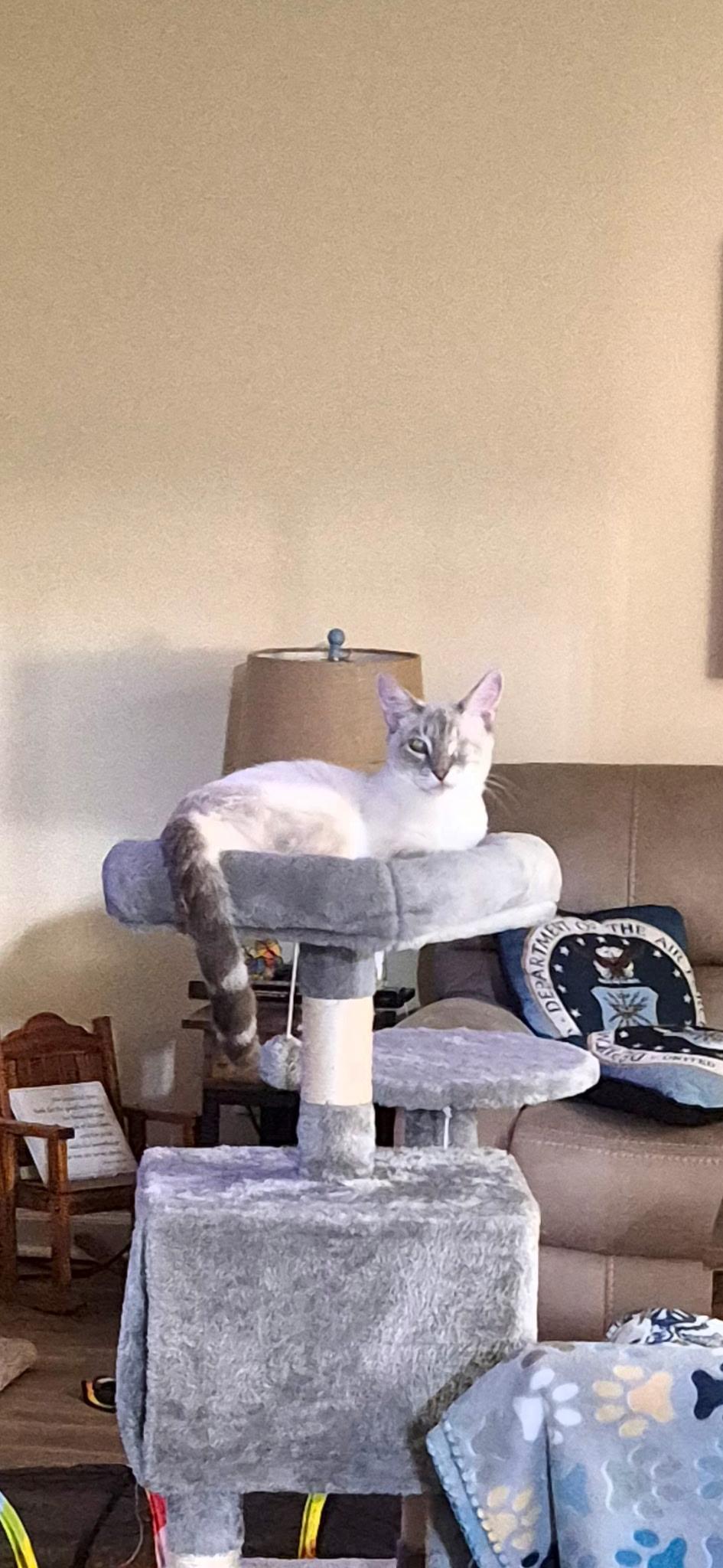 Duck, a Adopted Siamese in Camden, SC image 1/3