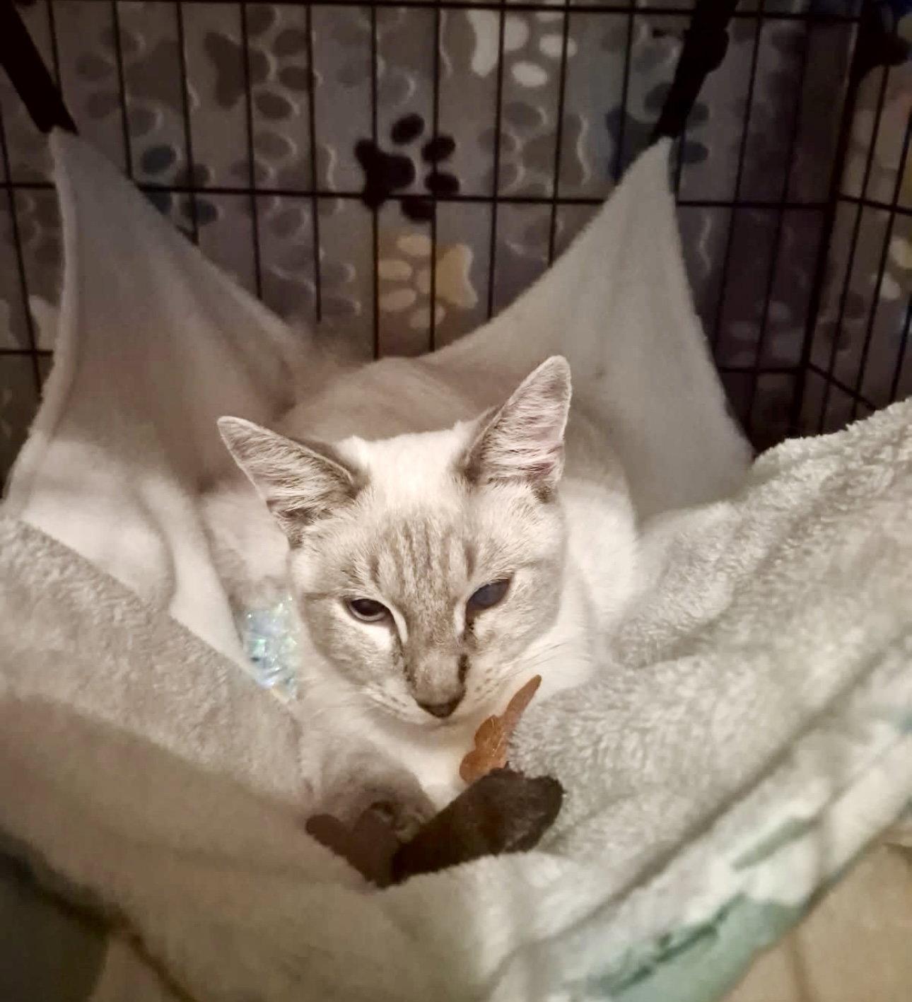 Duck, a Adopted Siamese in Camden, SC image 2/3