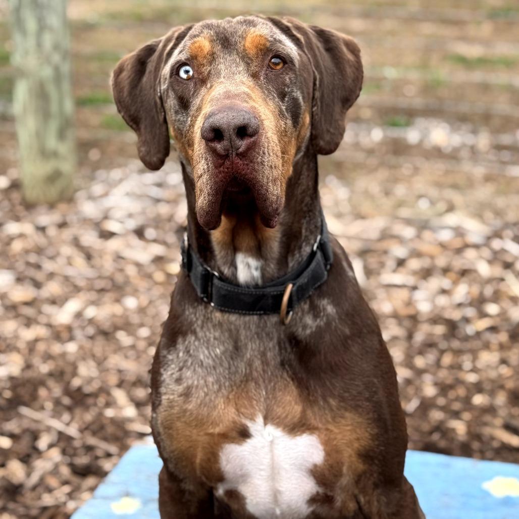 Levi, Adoptable, Senior Male Catahoula Leopard Dog.