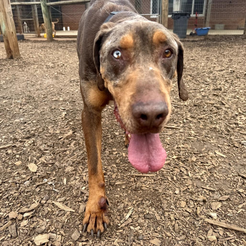 Levi, a Adoptable Catahoula Leopard Dog in Peachtree City, GA image 2/6