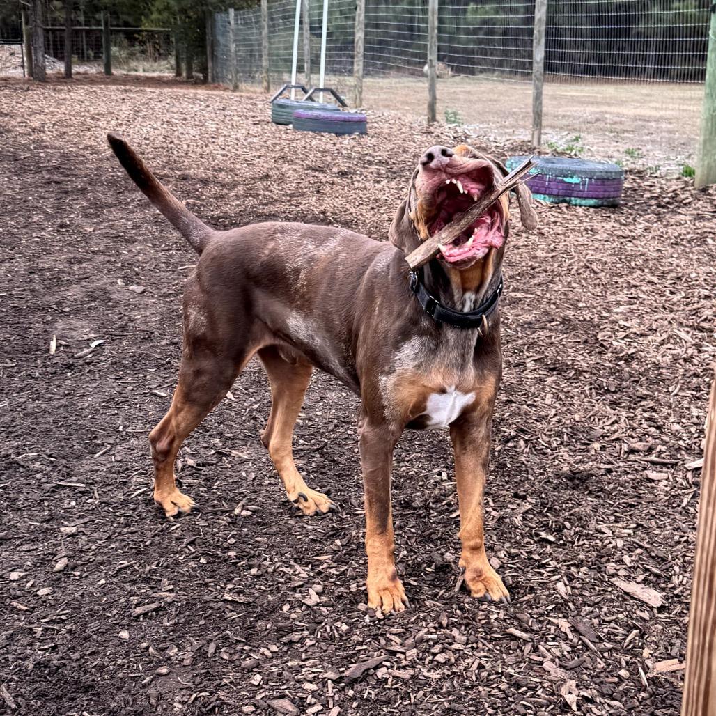 Enlarge Levi, a Adoptable Catahoula Leopard Dog in Peachtree City, GA image 2/5