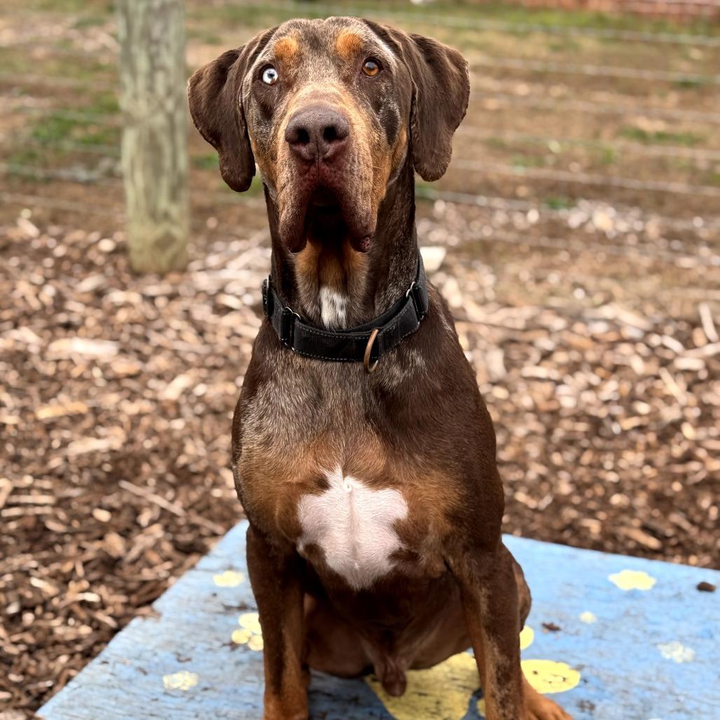 Enlarge Levi, a Adoptable Catahoula Leopard Dog in Peachtree City, GA image 4/5