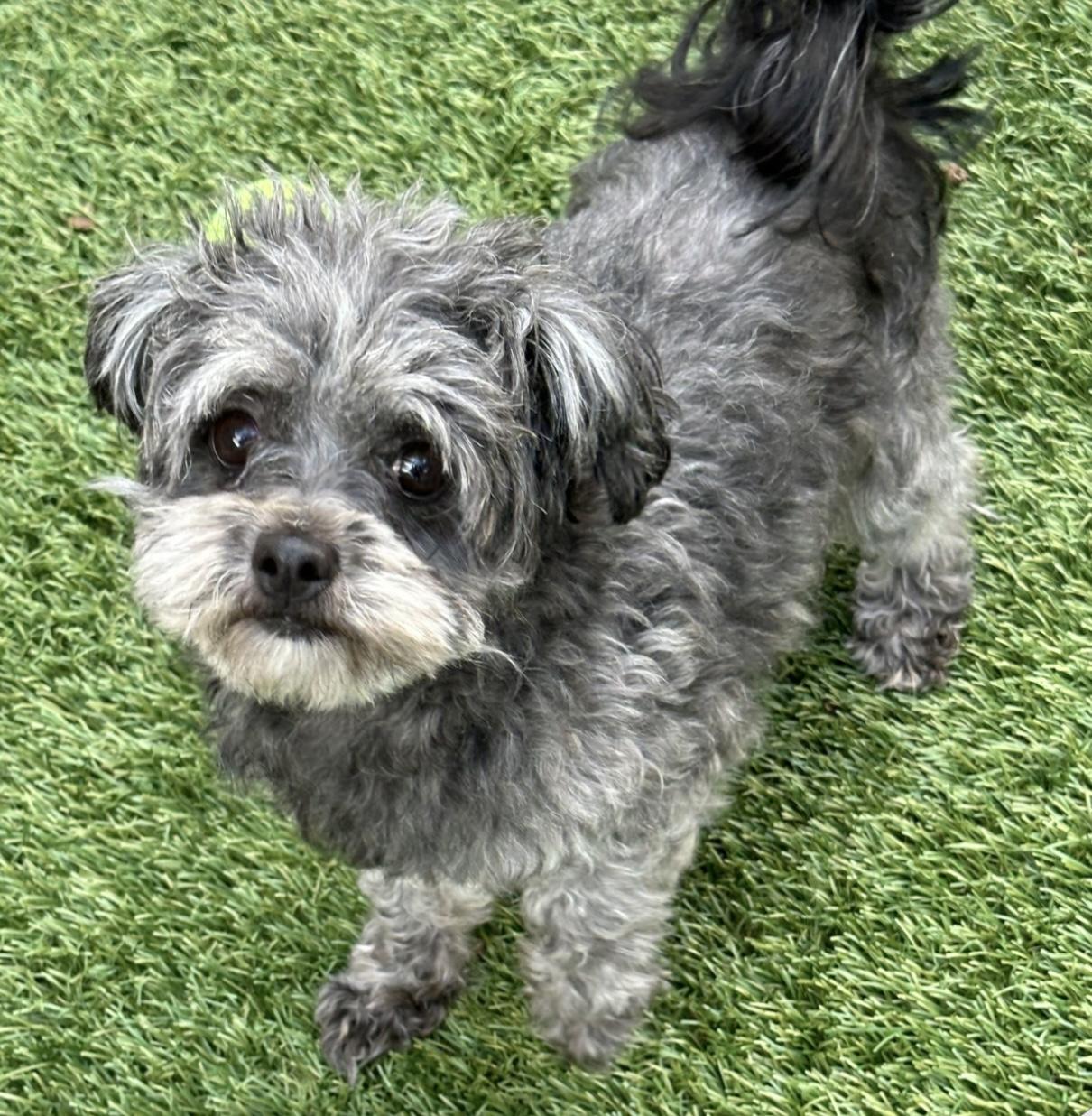 Mia, adopted, Adult Female Maltipoo.