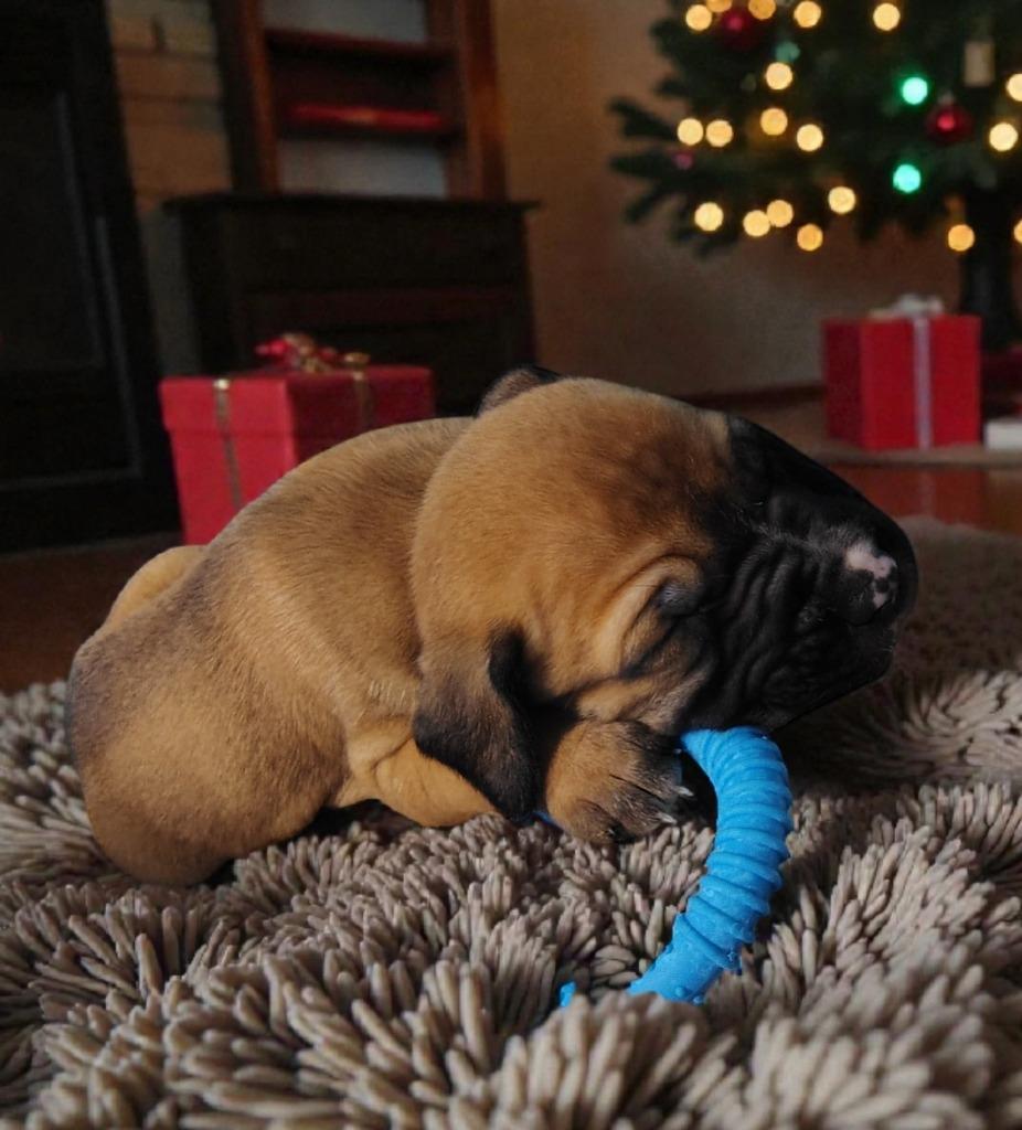 Enlarge Hudson, a Adoptable mixed breed in Seven Points, TX image 1/1