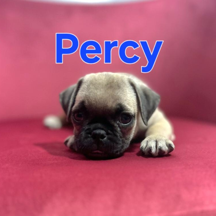 Percy, Baby Male Pug