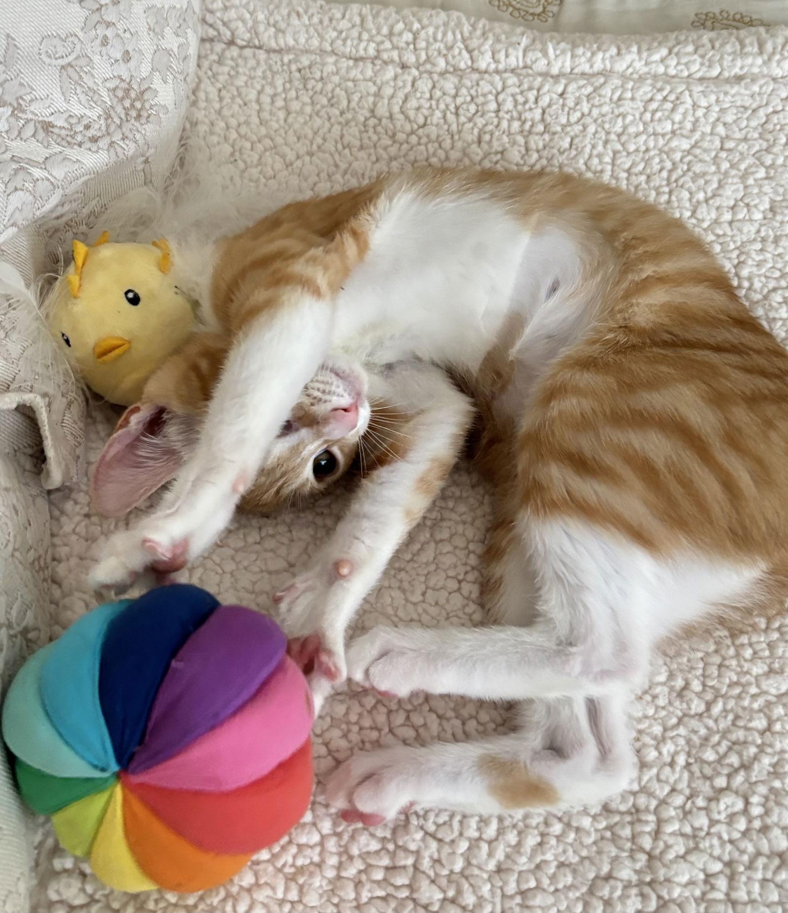 Oyster, Adopted, Kitten Female Tabby & Tiger.