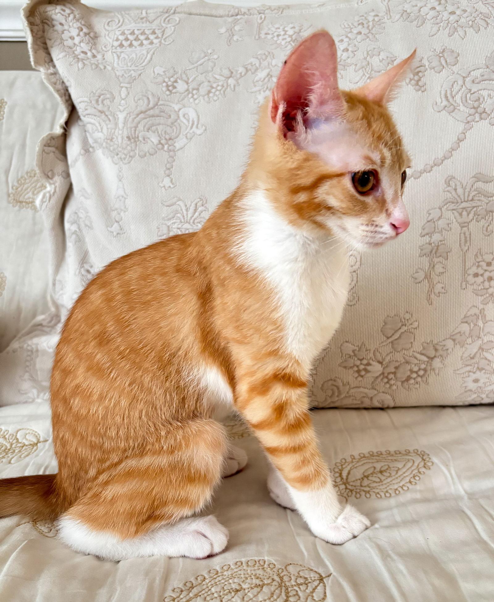 Enlarge Oyster, a Adopted mixed breed in Crompond, NY image 2/3