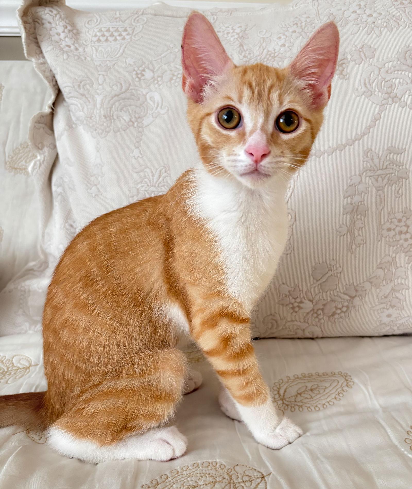 Enlarge Oyster, a Adopted mixed breed in Crompond, NY image 3/3